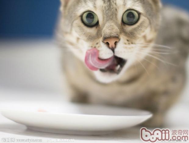 常见猫咪不能吃的食物