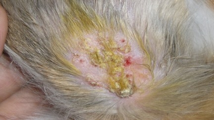 皮肤真菌病+主要特征是兔兔皮肤呈不规则的块