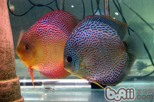 观赏鱼名称:七彩神仙鱼;