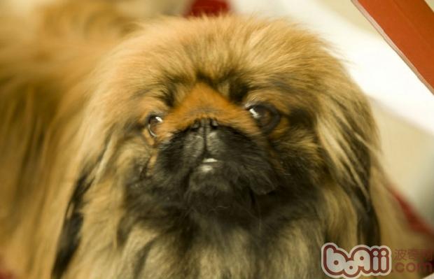 京巴又称北京犬,可能很少人会特别注意犬种的标准,反正都是自己的爱狗,今天小编给大家普及一下京巴的犬种标准 身形 北京犬颈部非常短,粗,与肩结合。身体呈梨形,且紧凑。前躯重,肋骨扩张良好,挂在前腿中间。胸宽,突出很小或没有突出的胸骨。细而轻的腰部,十分特殊。背线平。尾根位置高;翻卷在后背中间。长、丰厚而直的饰毛垂在一边。 头颅:头顶骨骼粗大、宽阔且平(不能是拱形的)。头顶高,面颊骨骼宽阔,宽而低的下颚和宽宽的下巴组成了其正确的面部结构。从正面观察,头部宽大于深,造成了头面部的矩形形状。从侧面