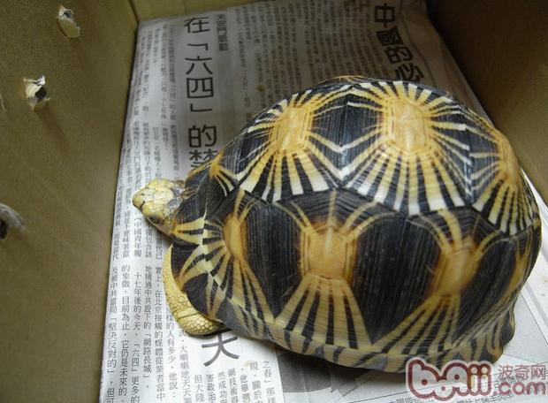 辐射陆龟(详情介绍) 在宠物市场上,人们根据辐射陆龟背甲花纹的形态而分别冠以特定的名称,如太阳辐、满花辐、烟花辐和黑辐。 不同种的水龟和陆龟在大小、形状和颜色上可能会有很大的差别。而其中最醒目最漂亮的是那些背甲上有辐射陆龟星形或放射状花纹的陆龟,许多人都认为少见的放射陆龟(Geocheloneradiata)是最高贵的一种。包括放射陆龟在内,共有七种陆龟具有相似的花纹:几何沙龟(Psammobatesgeometricus),南非星丛龟(tentorius),印度星龟(Geocheloneele