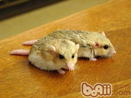 仓鼠差不多,唯一不同的就是通心粉打架的时候