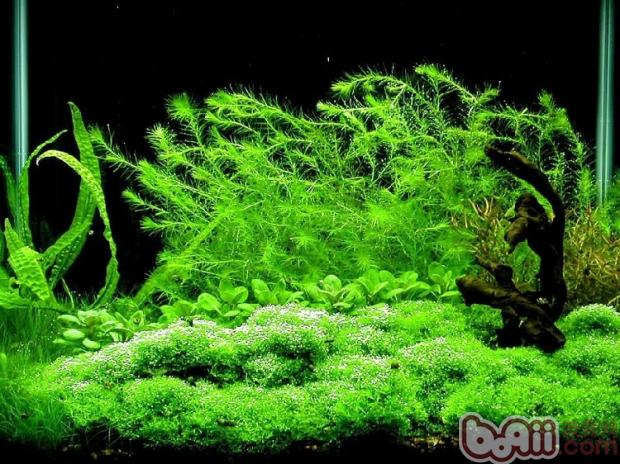 但是对于鱼缸造景中的水草来说