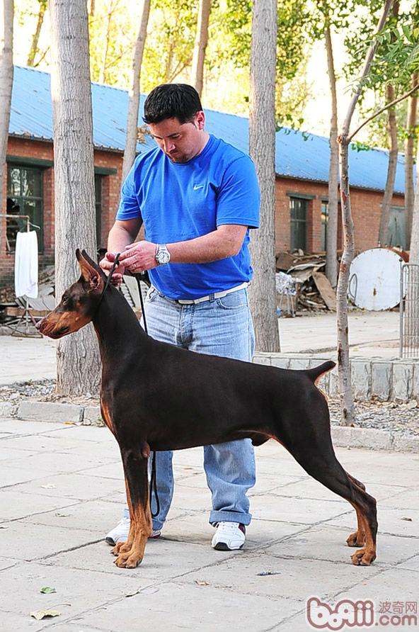 关于杜宾种母犬在繁殖中的地位