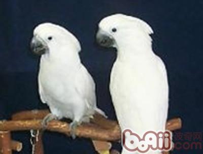 巴丹鹦鹉种类计有:大葵花巴丹