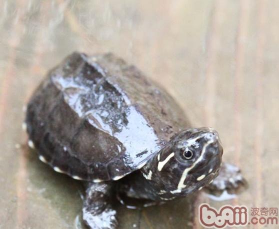 龟四肢肿胀的原因|宠物龟疾病-波奇网百科大全