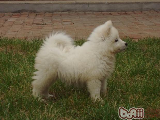 带你认识狗狗吃大便的真正原因|狗狗养护-波奇