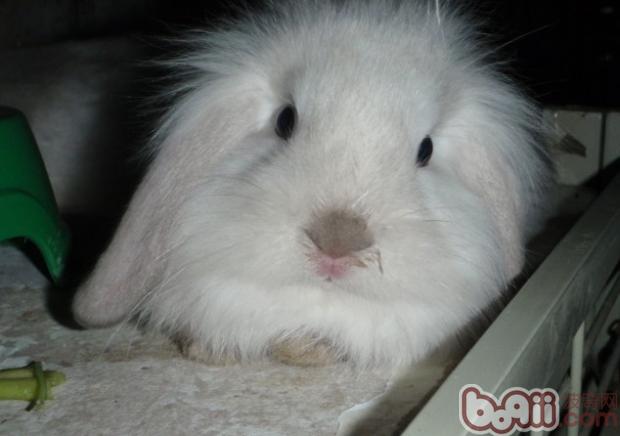 兔兔饲养环境的注意点|兔子养护-波奇网百科大