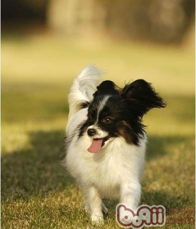 关于蝴蝶犬,北京犬和哈巴犬的饲养方式