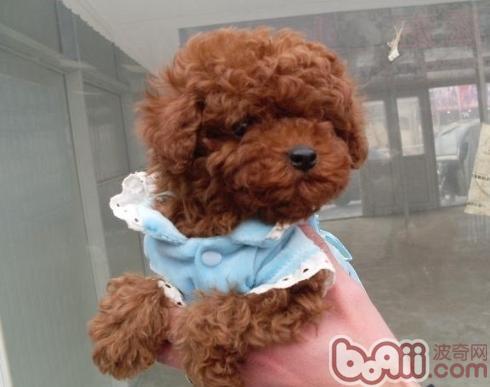 关于狗狗肺炎的治疗办法|狗狗疾病-波奇网百科