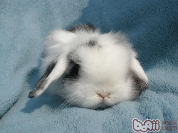 兔兔球虫病的预防和治疗|兔子疾病-波奇网百科