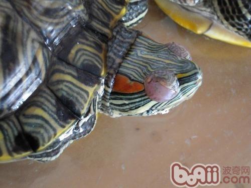 宠物龟眼部腐皮与白眼病的鉴别诊断|宠物龟疾