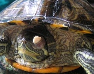 宠物龟眼部腐皮与白眼病的鉴别诊断|宠物龟疾