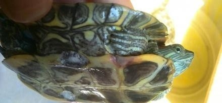 宠物龟腐甲的临床治疗案例|宠物龟疾病-波奇网