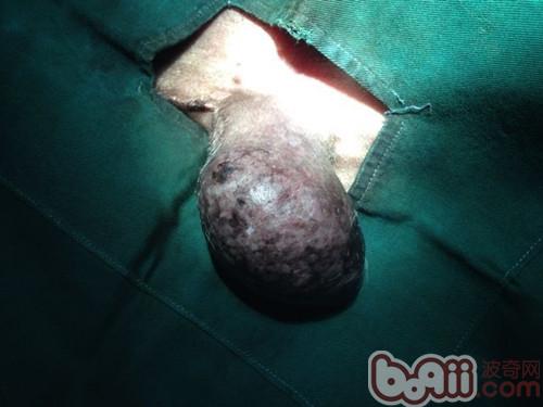 一例公犬睾丸肿瘤的启示|狗狗疾病-波奇网百科