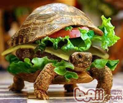 宠物龟假扮成汉堡包,想混上灰机|宠物龟养护-波