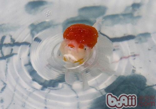 金鱼养的时间长了为什么身上会有白的东东 不