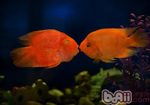 新手入门之血鹦鹉品种介绍|观赏鱼品种-波奇网