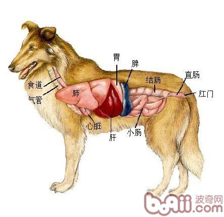 狗狗身体的器官分布图图片
