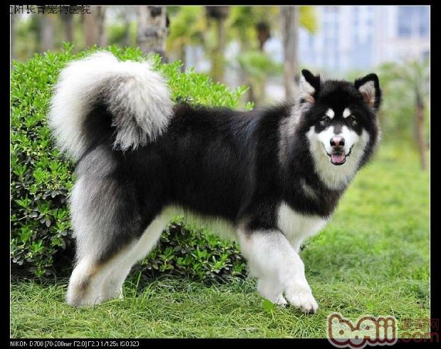 阿拉斯加犬品种介绍