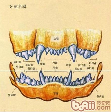 臼齿的位置图片 部位图片