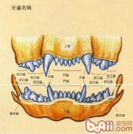 人的犬齿位置图图片