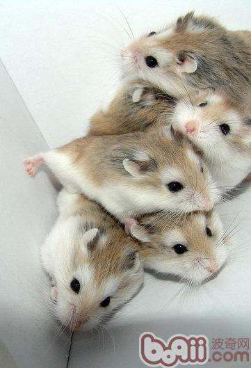 群养仓鼠受伤时怎么办