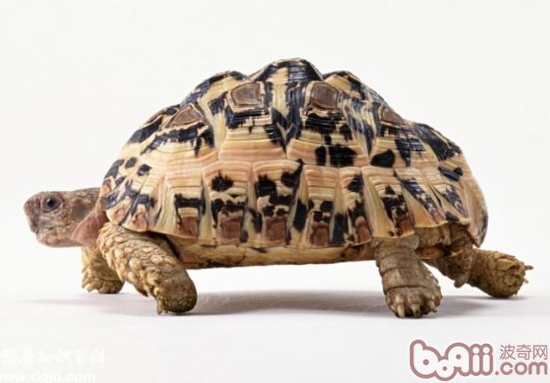 给爱龟建立一个舒适的环境|爬虫环境-波奇网百科大全