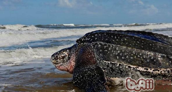 棱皮龟的繁殖方式