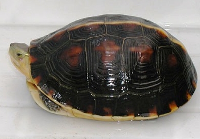 黄缘闭壳龟的生活习性