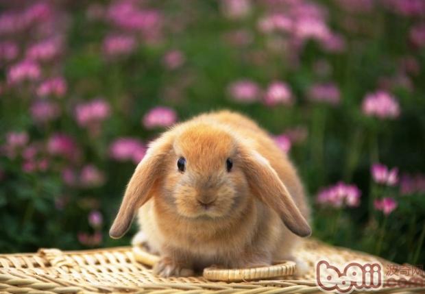 兔多杀性巴氏杆菌病引发结膜炎